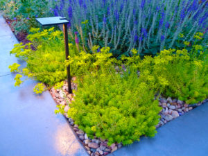 plant material color in landscaping