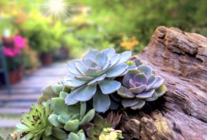 succulents in landscaping